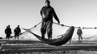 احتمال آلودگی ماهی کفال دریای خزر