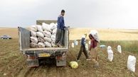400 کامیون سیب زمینی به عراق صادر شده است