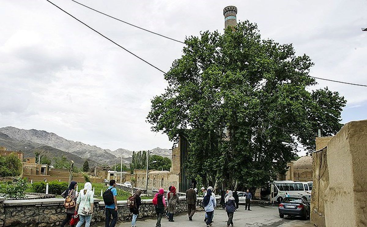 ۱۲ درخت کهنسال ایران ثبت ملی شدند