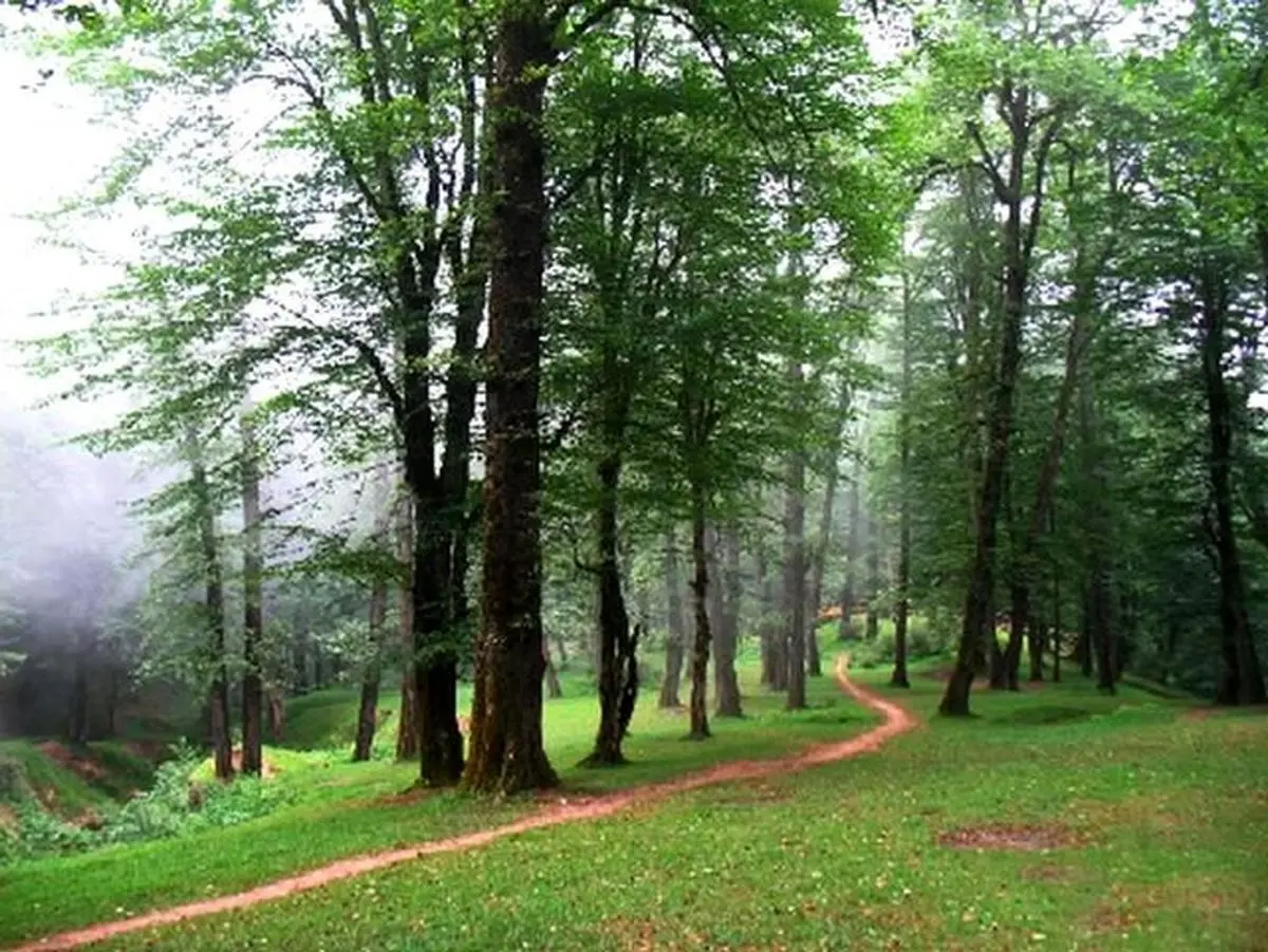 شمال بدون جنگل میشود؟