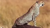 زمان رونمایی لباس بازیکنان تیم ملی با لوگوی یوزپلنگ