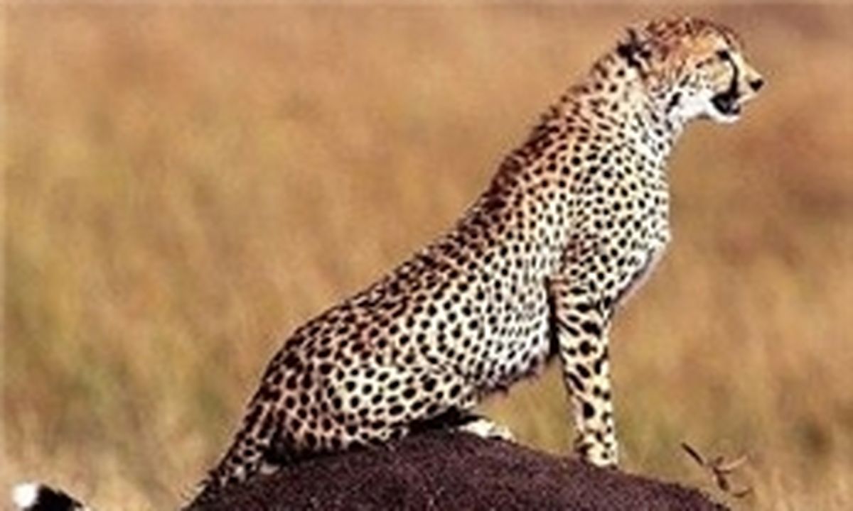 زمان رونمایی لباس بازیکنان تیم ملی با لوگوی یوزپلنگ