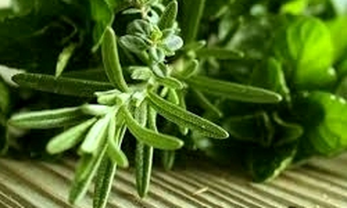 رزماری حافظه دانش‌آموزان را تقویت می‌کند