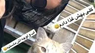 حیوان محبوب نفیسه روشن+عکس
