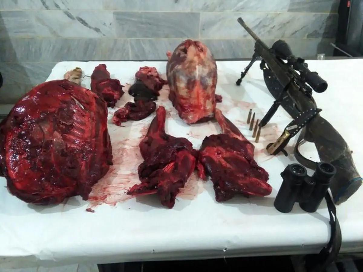 تحمل 20 ماه حبس و ابطال پروانه حمل اسلحه حکم قطعی شکارچی غیرمجاز