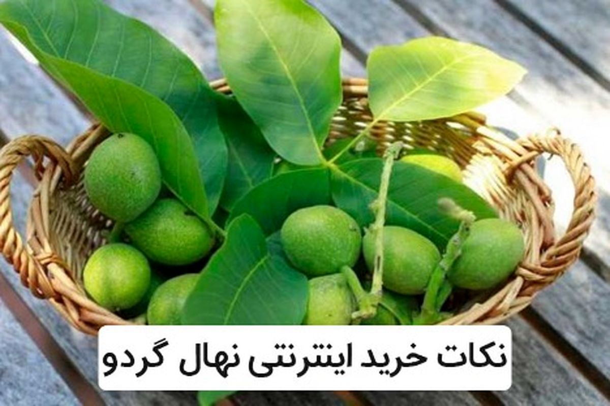 بهترین نکات خرید اینترنتی نهال گردو در سال 1400