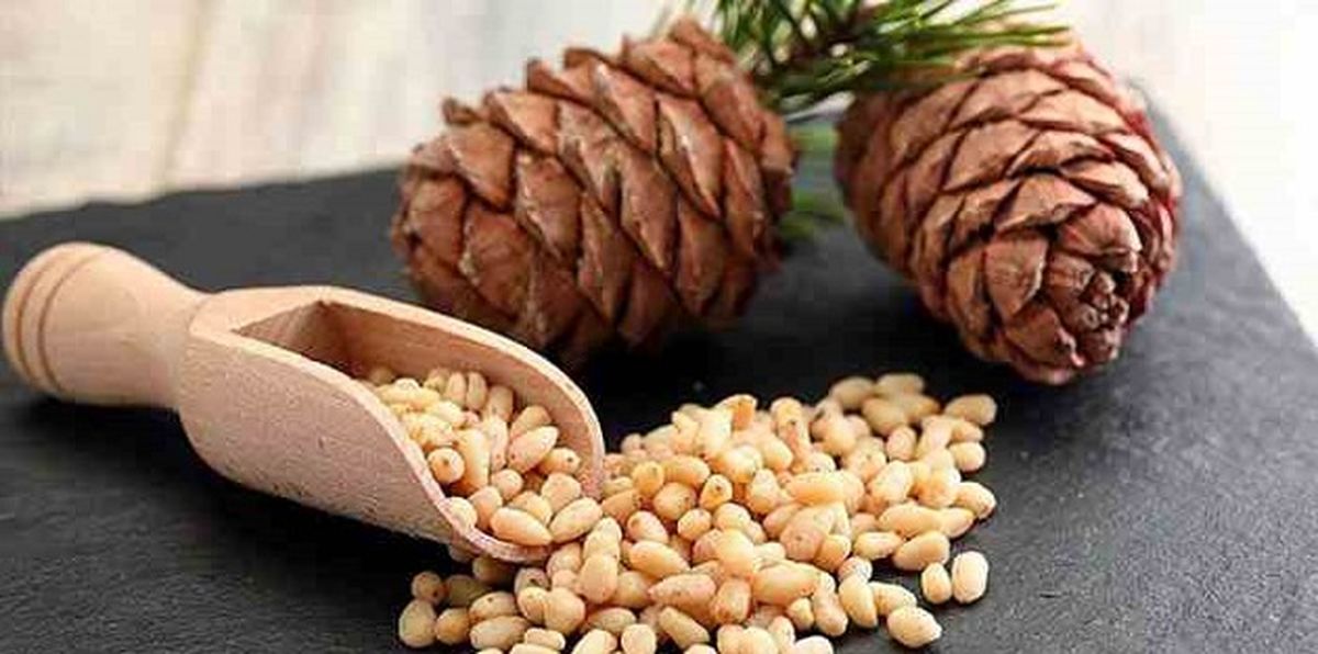 معجزه مغز کاج در زیبایی پوست