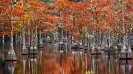 نمایی رویایی از انعکاس تصویر درختان در دریاچه (عکس)
