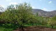 باغداران زنجانی از خسارت سرمای دیررس جلوگیری کنند