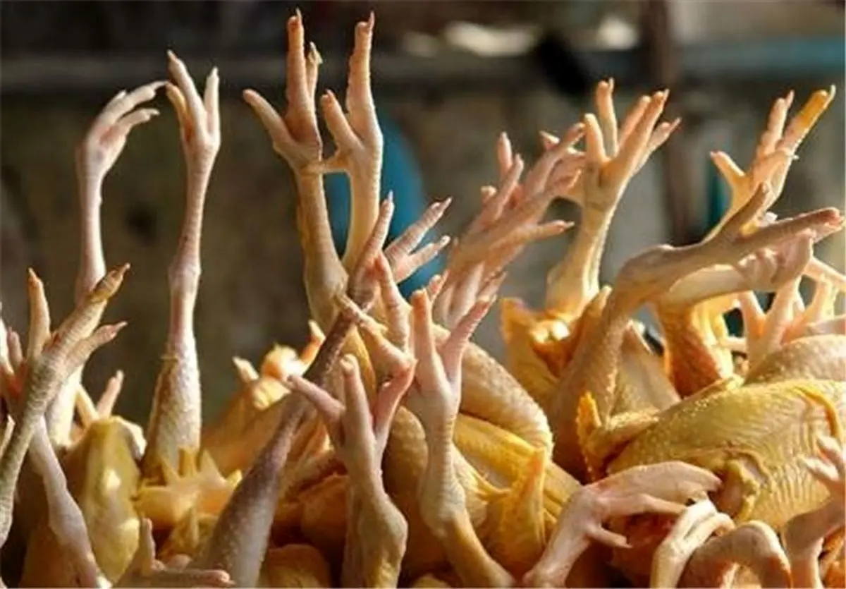 صادرات پای مرغ آزاد شد