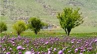 وزش باد شدید موقت در برخی استان‌‌ها 
