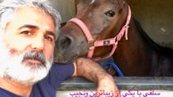 اسب  مهدی صبایی در اصطبل + عکس