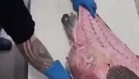 بیرون آوردن چندین ماهی از شکم یک ماهی هامور  !