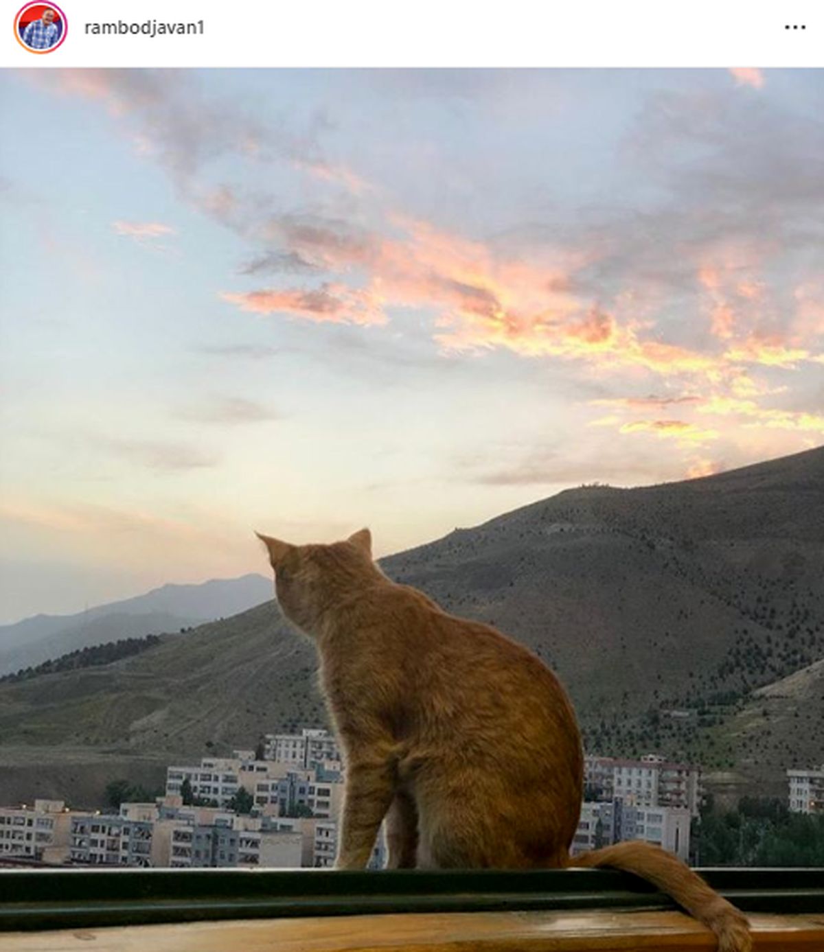 واکنش تند رامبد جوان به تمسخر دو مجری تلویزیون درباره گربه بزرگمهر!