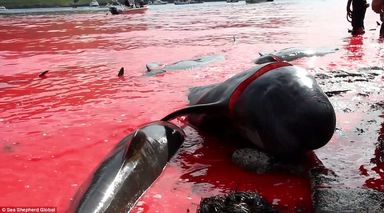 2ACF048700000578-3173617-Massacred_Using_harpoons_and_knives_the_stranded_pilot_whales_we-a-68_1437762254345