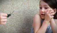 از بین بردن سوسک های آپارتمانی برای همیشه