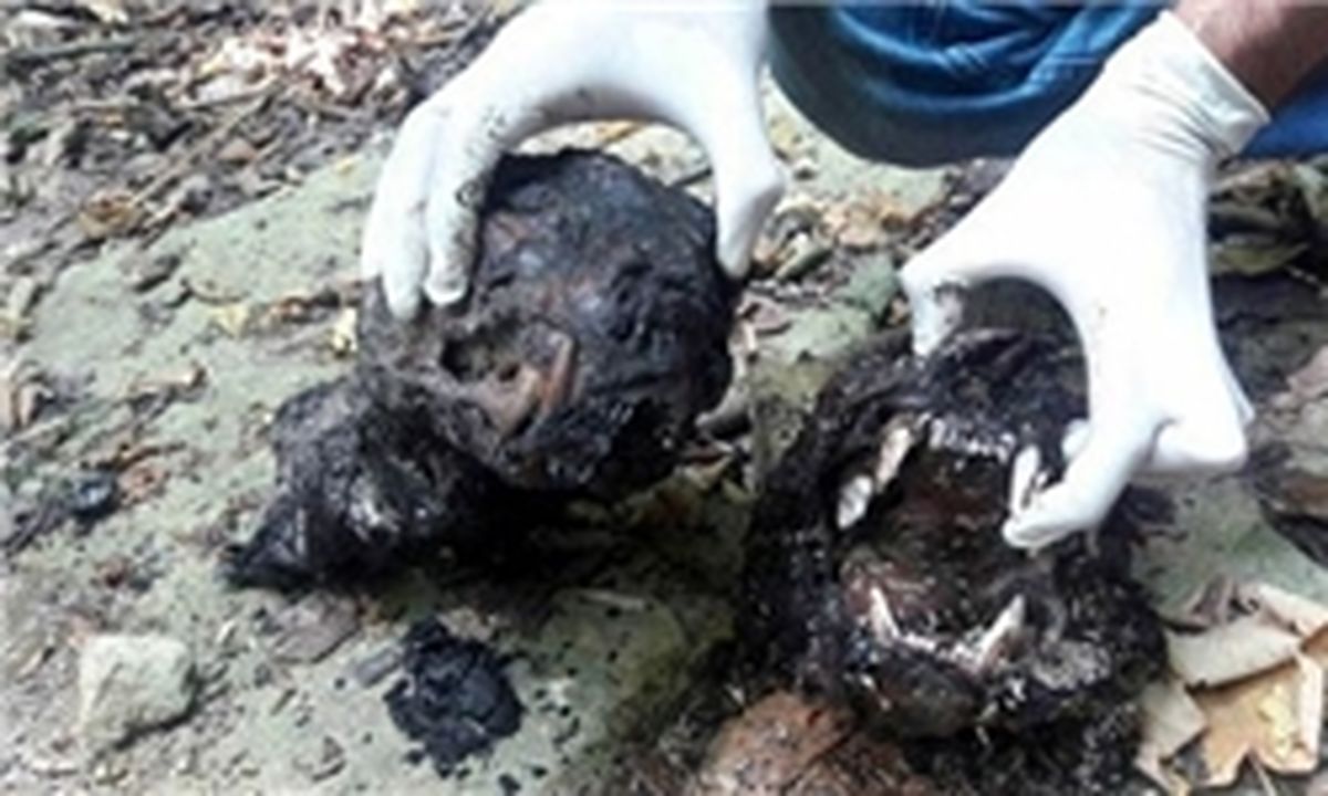 پلنگ های ایرانی که در آتش سوختند!