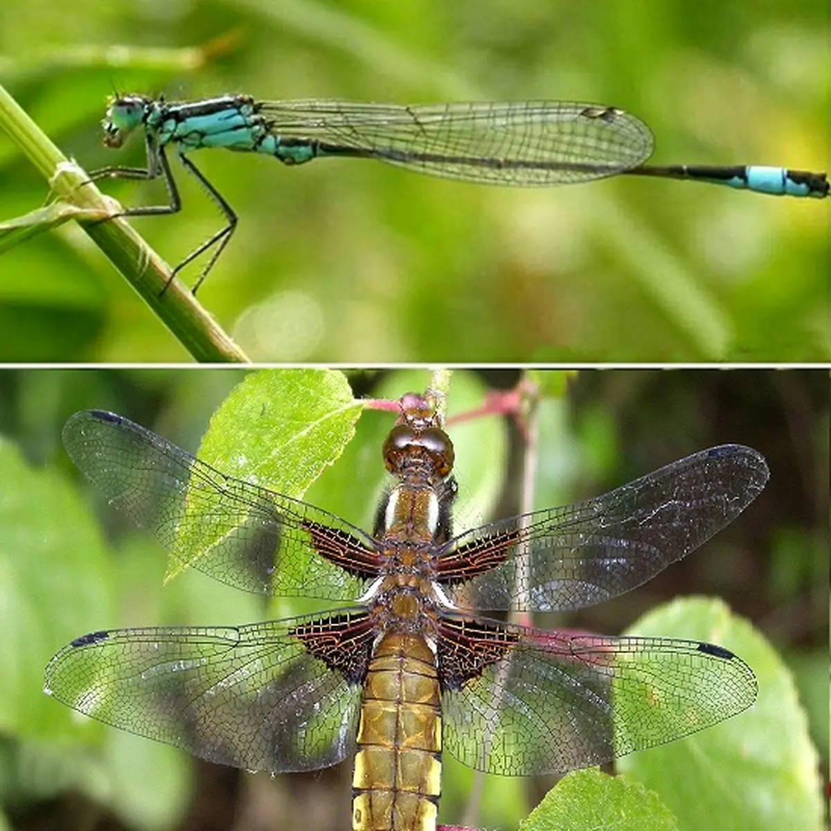 تناسب اندام سنجاقک ها! (+عکس)