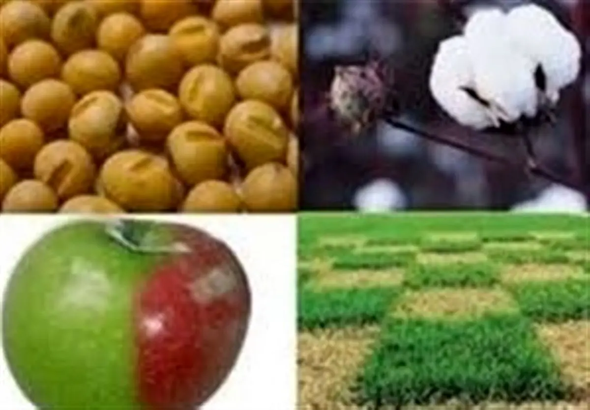 بازی با جان مردم با اجازه ورود محصولات تراریخته