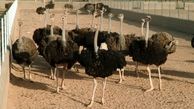 افزایش 30 درصدی پرورش شترمرغ در سبزوار نسبت به 2 سال گذشته