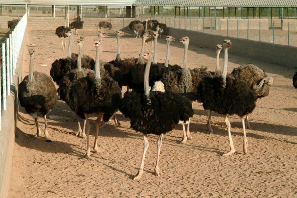 افزایش 30 درصدی پرورش شترمرغ در سبزوار نسبت به 2 سال گذشته