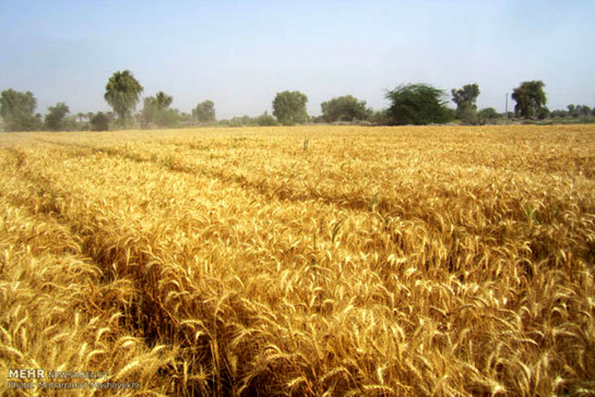 پرداخت ۱۰هزار میلیاردتومان از طلب گندمکاران