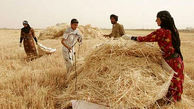 مراسم شکرانه گندم استان همدان 