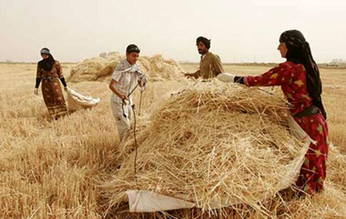 مراسم شکرانه گندم استان همدان 