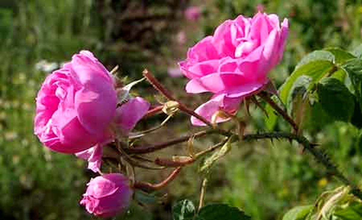 خواص دارویی فوق العاده گل محمدی