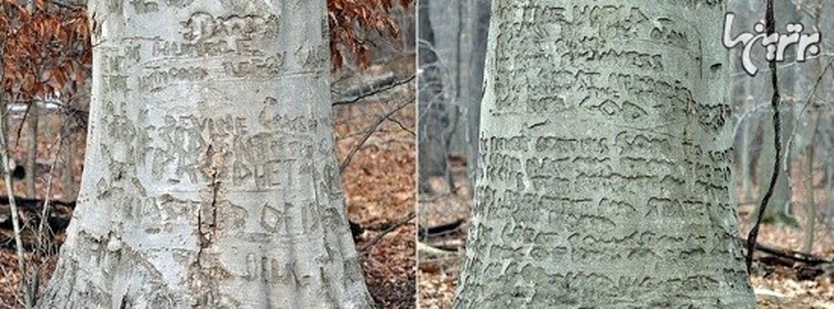 یادداشت های عجیب بیماران روانی روی درخت!/عکس
