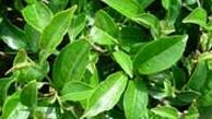دستور دولت برای قطع یک یارانه در سال ۹۳