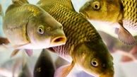 یک میلیارد ریال اعتبار برای آزاد سازی 200 هزار بچه ماهی
