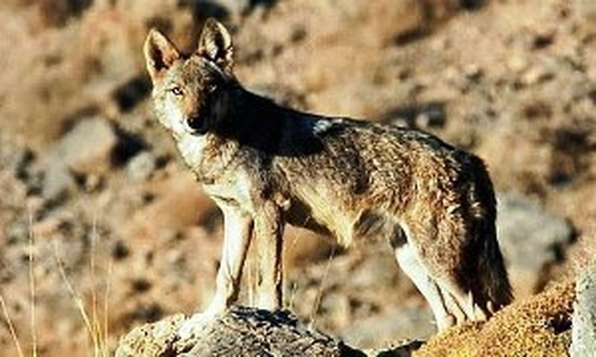 کودک ایرانی که اسیر گرگ ها شد!