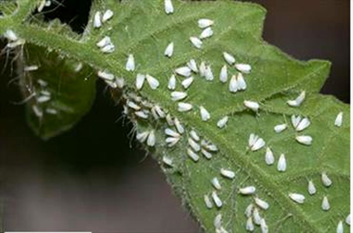 مگس‌ سفید بیماری ایجاد نمی‌کند
