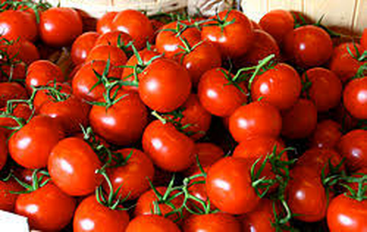 پای گوجه به قاچاق باز شد