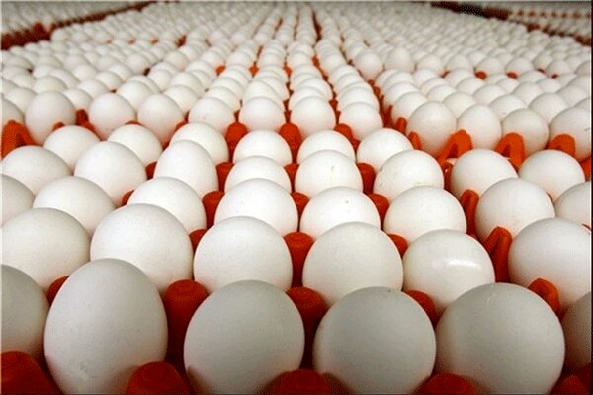قیمت تخم مرغ روند نزولی گرفت / ۴۴ هزار تومان؛ هر شانه
