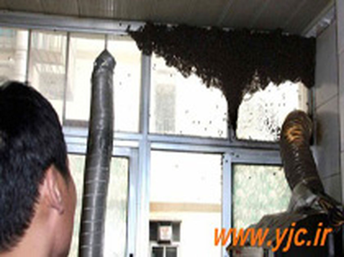 سوء استفاده فرقه رجوی از کودکان / تصویر