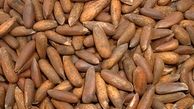 خواص شگفت‌انگیز چلغوز 