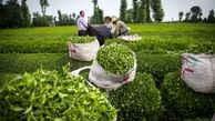 چای ایرانی تنها چای ارگانیک جهان 