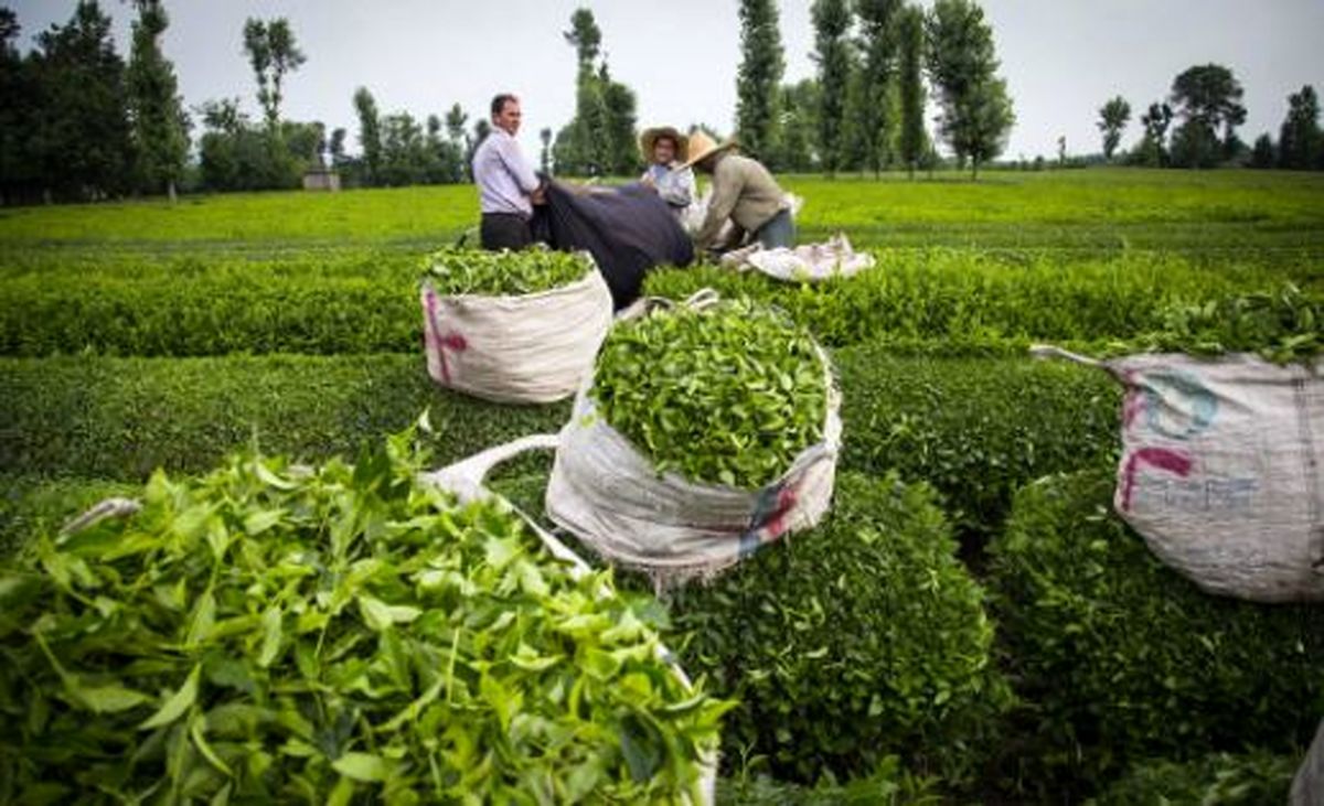 چای ایرانی تنها چای ارگانیک جهان 