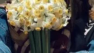 عکس نرگسی الناز حبیبی