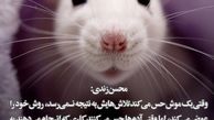 چه کسی پنیر فریبرز عرب نیا را برداشت؟!