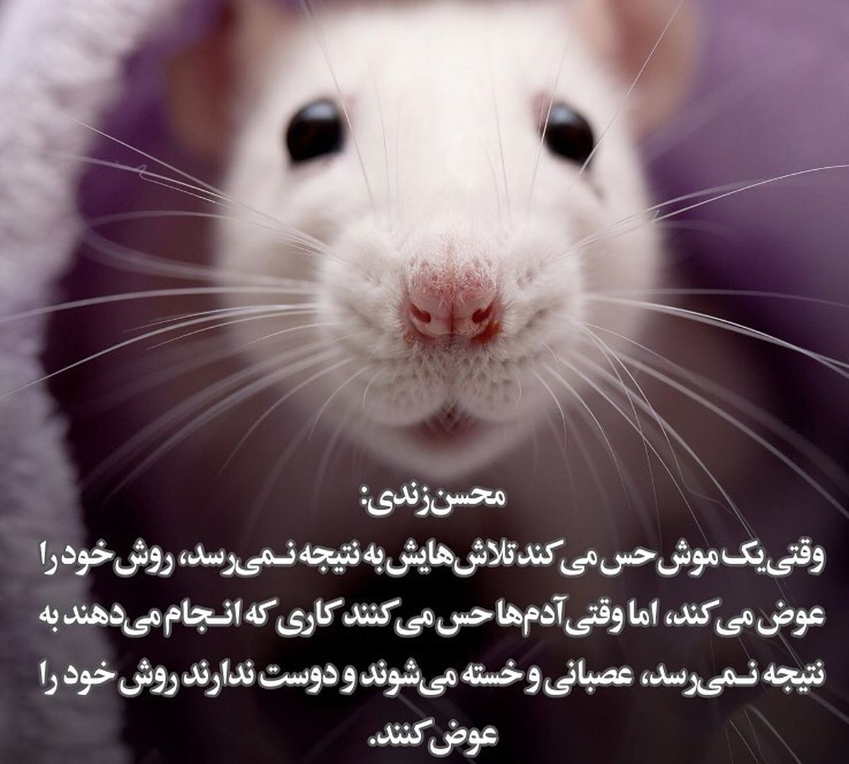 چه کسی پنیر فریبرز عرب نیا را برداشت؟!