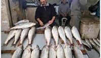  قیمت عجیب و بی سابقه ماهی / ماهی هم قیمت طلا
