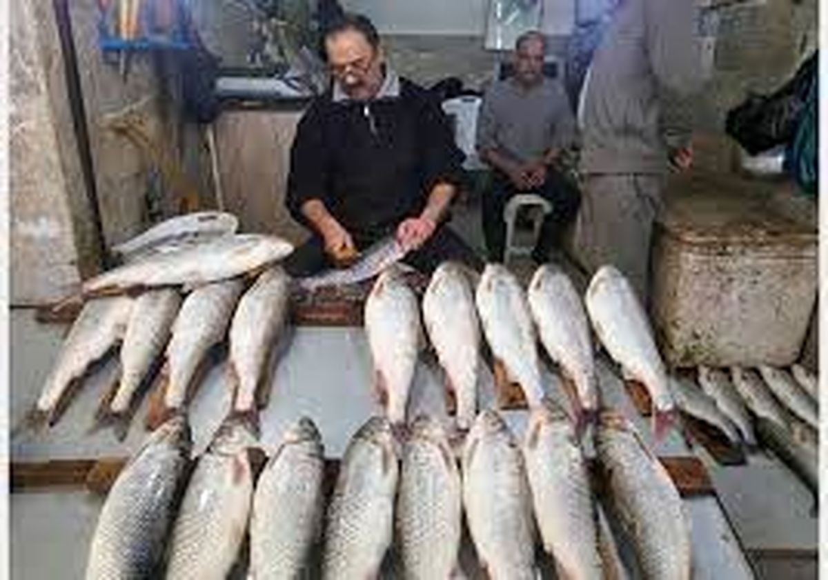  قیمت عجیب و بی سابقه ماهی / ماهی هم قیمت طلا