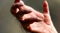 عکسی که نمی‌توانید باور کنید دست یک اورانگوتان است!