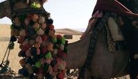 بیابان نوردی فلور نظری با شتر+عکس