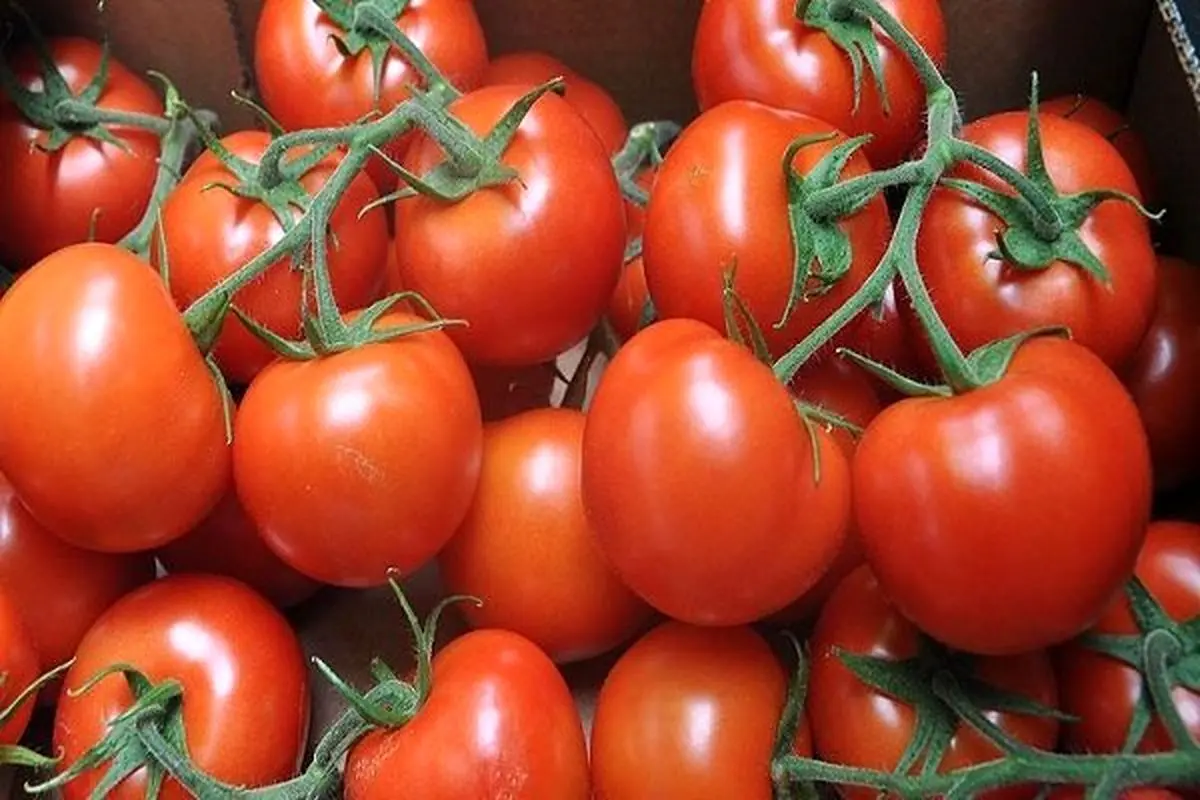 گوجه فرنگی هایی با ماندگاری بالا 