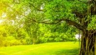 
پیرترین درخت های جهان را بهتر بشناسید! + عکس
