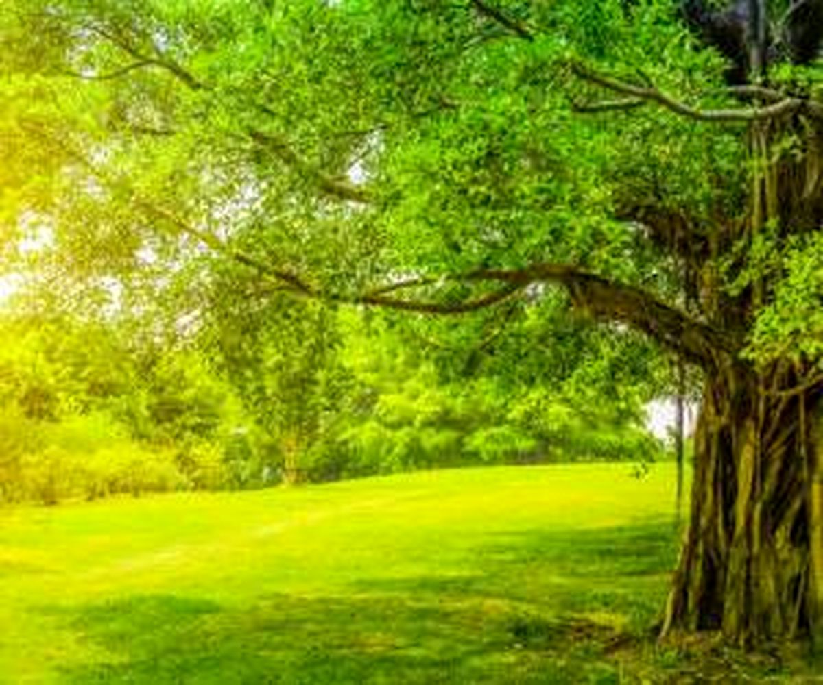 
پیرترین درخت های جهان را بهتر بشناسید! + عکس